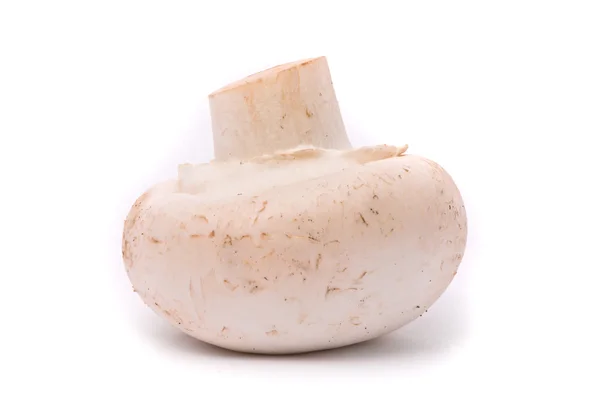 Cogumelo fresco em um branco — Fotografia de Stock