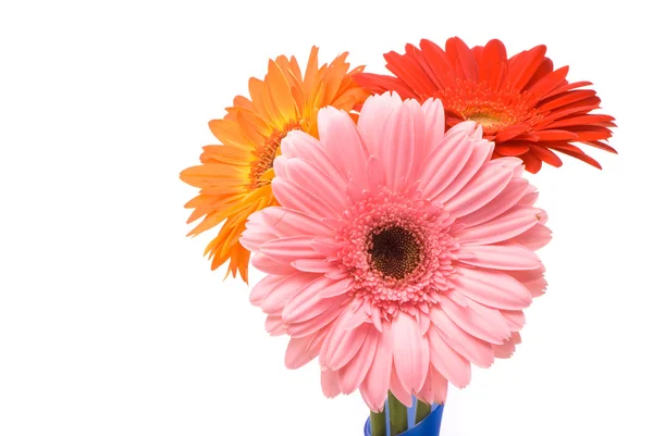 Beautiful gerber flowers — Stock Photo, Image
