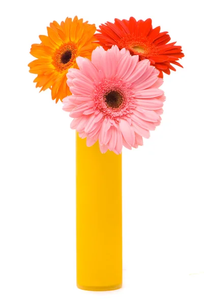 Trzy gerber kwiaty w wazon żółty — Zdjęcie stockowe