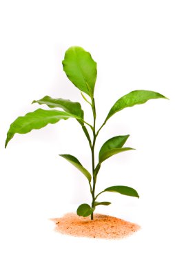 Young plant in desert clipart