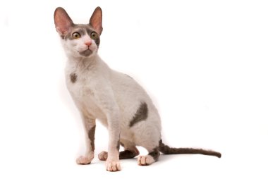 Beyaz bir arka planda Cornish rex kedi
