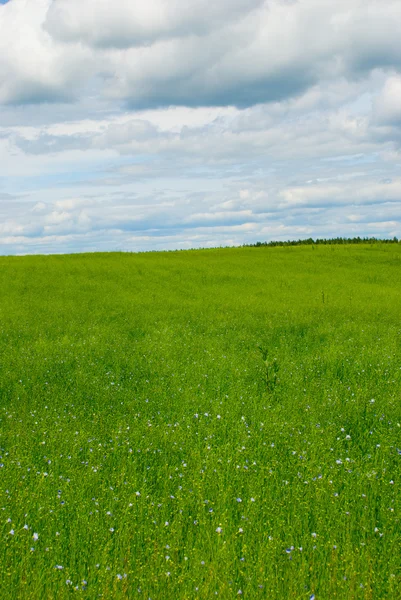 Красивое льняное поле — стоковое фото