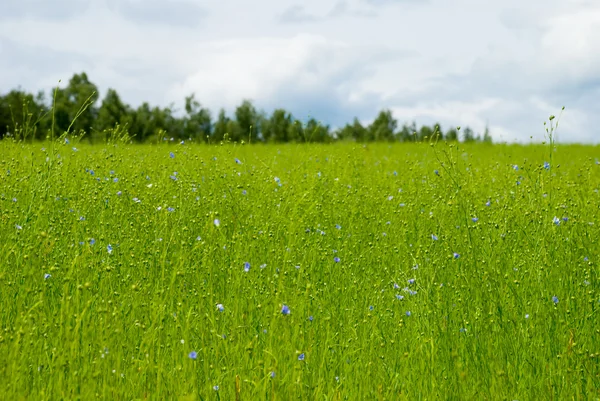 Beautiful flax field — Stock Photo, Image
