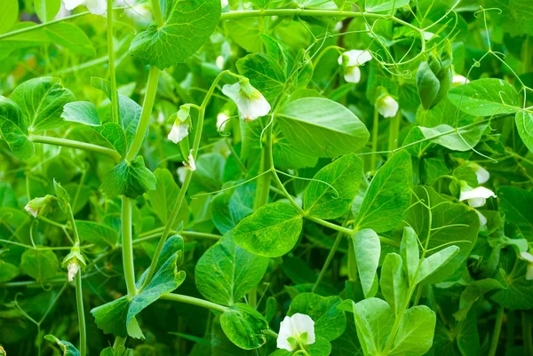 Blooming pea — Stock Photo, Image