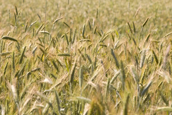 stock image Beautiful wheat field