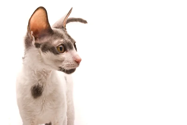 Корнуольская кошка-рекс на белом фоне — стоковое фото