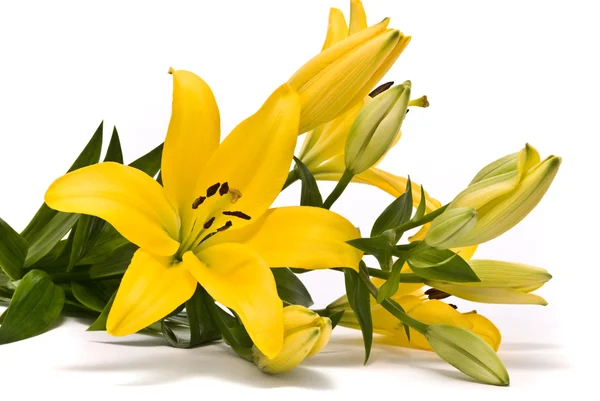 Желтая лилия на белом фоне — стоковое фото