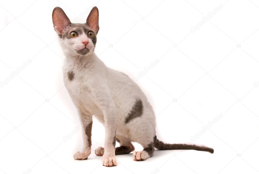 Cornish Rex Kot Na Białym Tle Zdjęcie Stockowe Hintaualiaksey