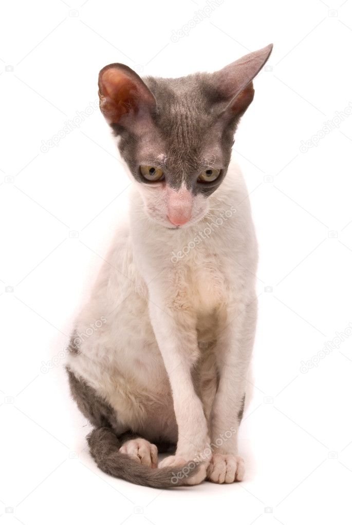Cornish Rex Kot Na Białym Tle Zdjęcie Stockowe Hintaualiaksey