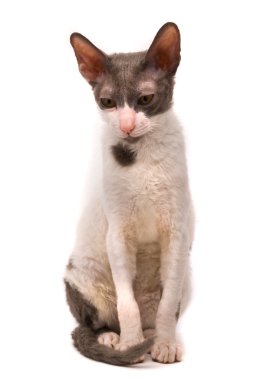 Beyaz bir arka planda Cornish rex kedi