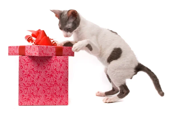 Cornish rex gato buscando en caja de regalo — Foto de Stock
