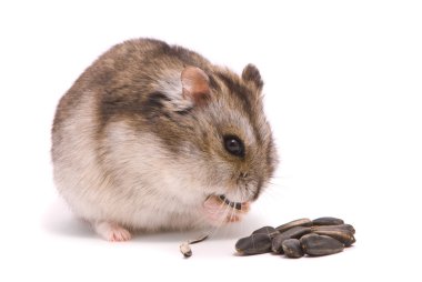 Dwarf hamster eating sunflower seed clipart