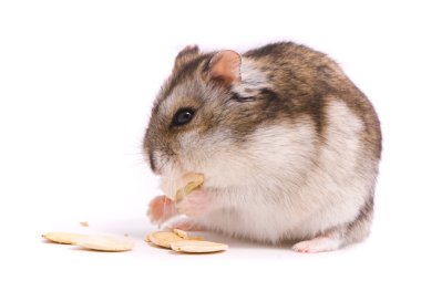 Dwarf hamster eating pumpkin seed clipart