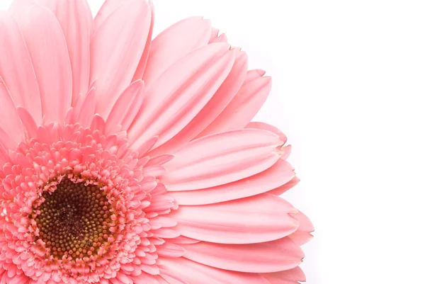하얀 배경에 있는 분홍빛 게레 베라 꽃 — 스톡 사진