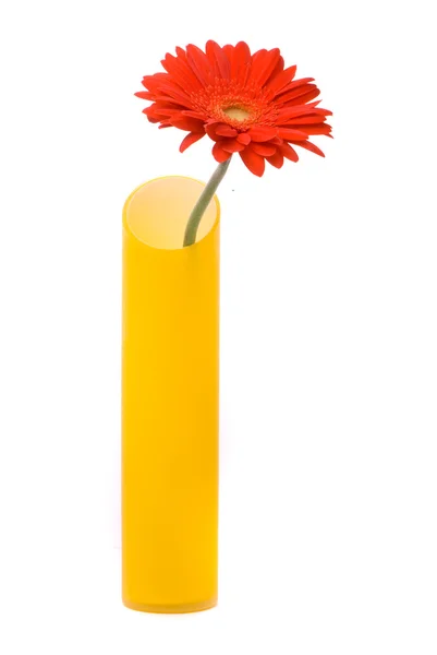 Красный цветок гербера в жёлтой вазе — стоковое фото