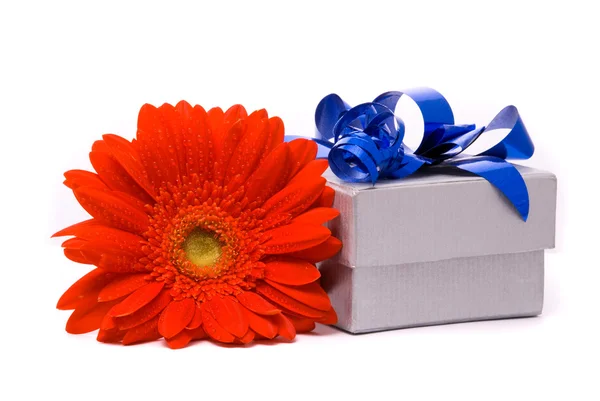Kırmızı gerber çiçek ve hediye kutusu — Stok fotoğraf