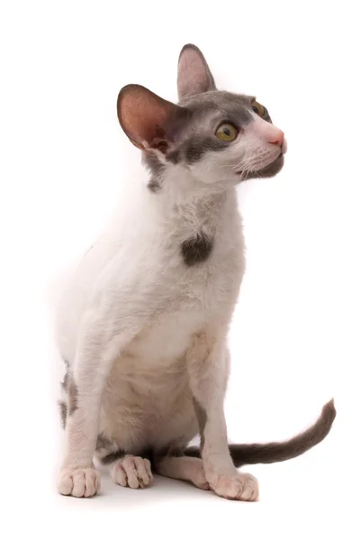Корніш Рекс кіт на білому фоні — стокове фото
