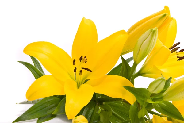 Žlutá lilie na bílém pozadí — Stock fotografie