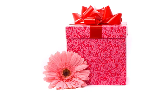 Rosa gerber flor y caja de regalo — Foto de Stock