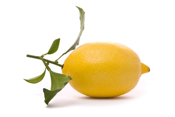 Limão fresco isolado no estúdio branco — Fotografia de Stock