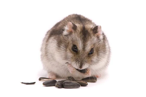 Hamster anão comendo semente de girassol — Fotografia de Stock