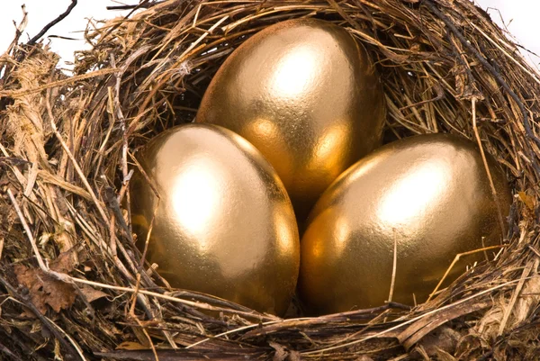 Altın yumurta yuva — Stok fotoğraf