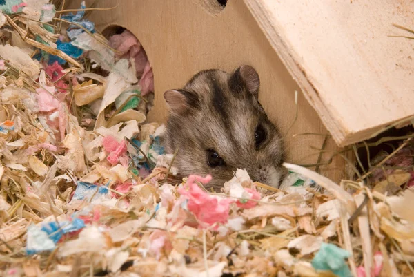 Hamster im Haus — Stockfoto