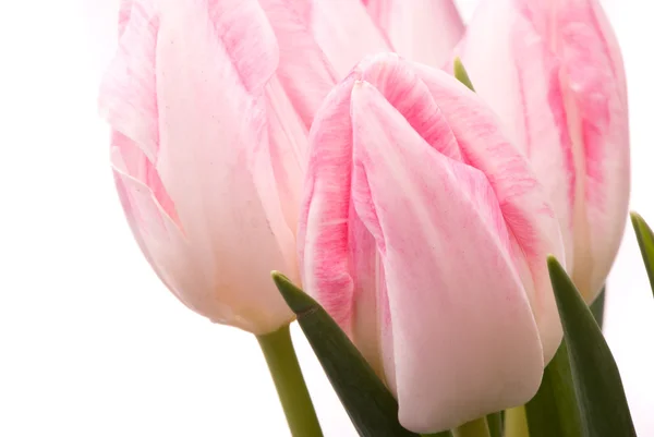 Tulipas cor-de-rosa em um fundo branco — Fotografia de Stock