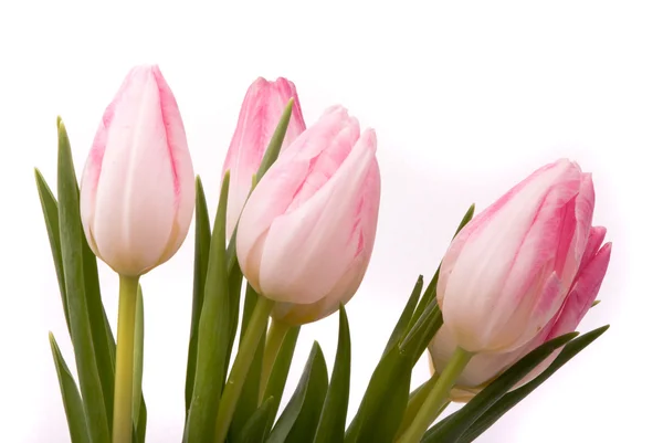 Roze tulpen op een witte achtergrond — Stockfoto