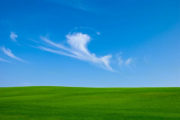Blue sky and green field — Stock Photo, Image
