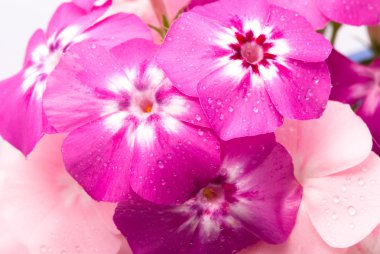 Beautiful flowers with water drops clipart