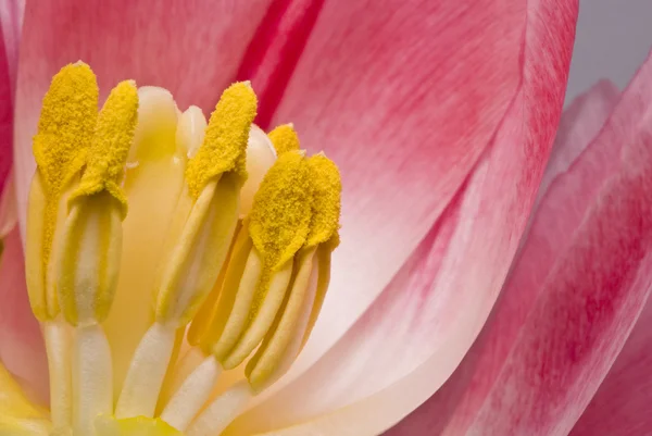 Tulipa rosa, macro — Fotografia de Stock