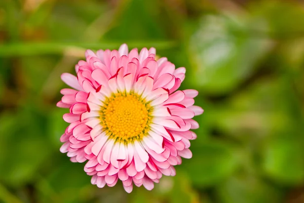 Bela flor de primavera, macro tiro — Fotografia de Stock