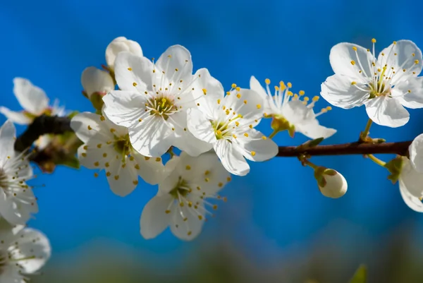 Wonderful flowering tree — Stock Photo, Image