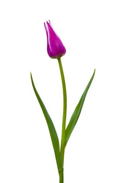 Tulipa rosa, salva com caminho de recorte — Fotografia de Stock