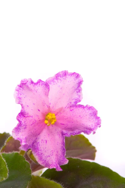 Violetas frescas — Fotografia de Stock