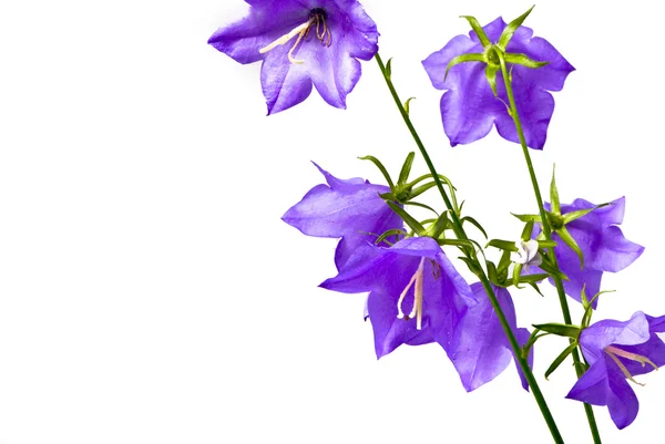 Hermosa bellflower en blanco —  Fotos de Stock
