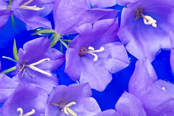 Bellflowers en agua azul — Foto de Stock