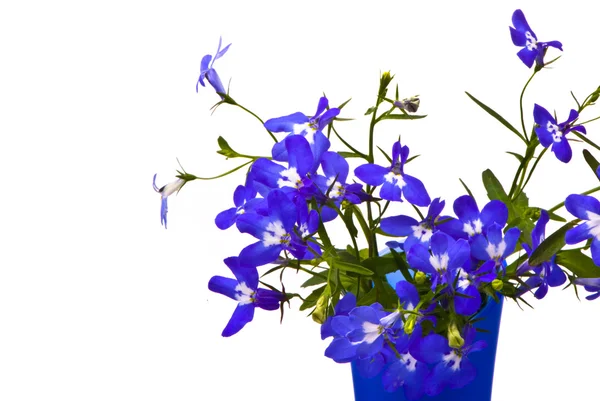 Piękne kwiaty (lobelia) — Zdjęcie stockowe