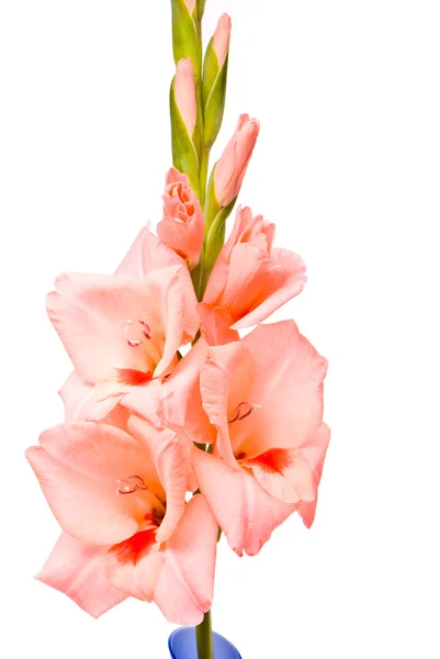 Schöne Gladiolen. — Stockfoto