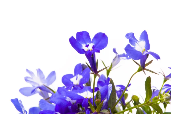 Hermosas flores (Lobelia ). — Foto de Stock