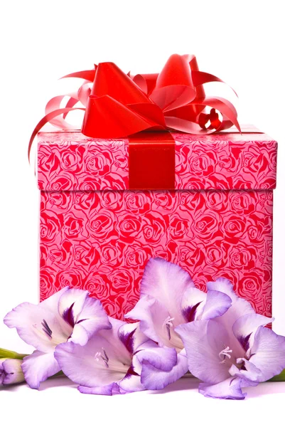 Belo gladíolo e caixa de presente — Fotografia de Stock