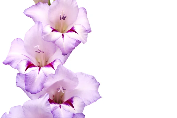 Vackra gladiolus. makro. — Stockfoto