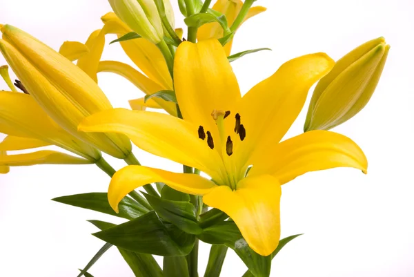 Žlutá lilie na bílém pozadí — Stock fotografie