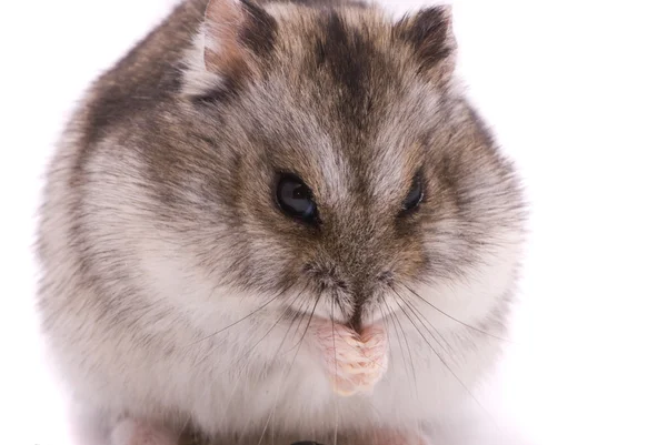 Hamster nain mangeant des graines de tournesol — Photo