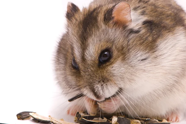 Dwarf hamster eating sunflower seed — Stock Photo, Image