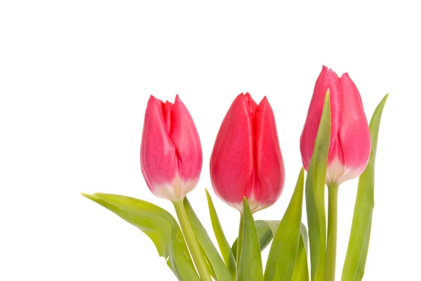 Tulipanes rojos sobre fondo blanco —  Fotos de Stock