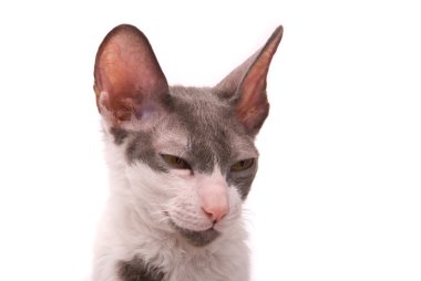 Cornish rex cat on a white background clipart