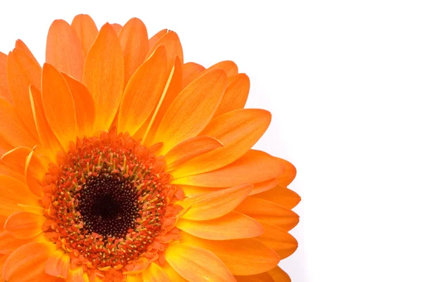 オレンジのガーベラの花 — ストック写真