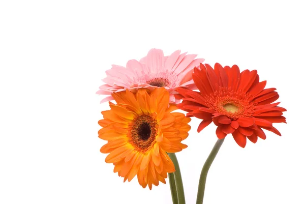 Όμορφη gerber λουλούδια — Φωτογραφία Αρχείου